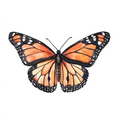 Fototapeta premium Stunning Watercolor of Monarch Butterfly with Orange and Black Wings