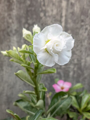 Obraz premium Macro shot of a white Adenium flower in bloom, highlighting its intricate layers and soft petals. Ideal for floral and garden-related projects