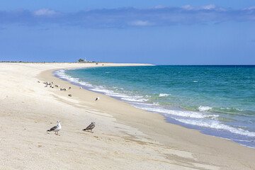 Seagulls on a cloudy, sunny day on a lonely beach on the Sea of Cortez in Los Barriles, Baja California Sur, Mexico.