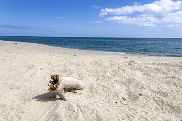 Obraz premium A petrified log lies on a lonely beach in the Sea of Cortez on a sunny day in Los Barriles, Baja California Sur, Mexico.