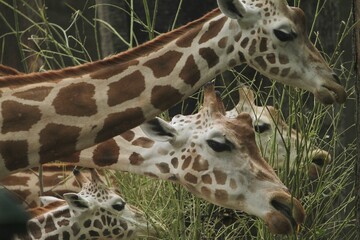 Obraz premium The giraffes are enjoying the shoots of the plants