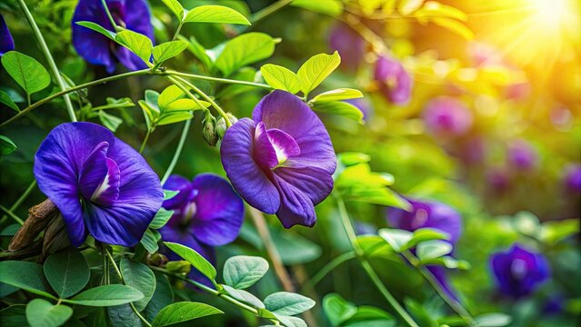 Vibrant purple flowers of the bingale plant, also known as butterfly pea, bloom in a lush garden surrounded by lush green foliage and soft sunlight.