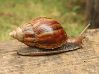 Close up, a large snail on a wooden surface, an African snail that likes to eat young plants