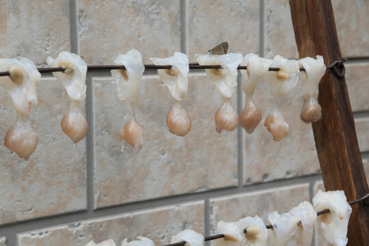 A Japanese delicacy: dried squid lips　(Ika no Kuchi)