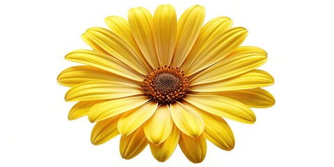 Obraz premium Vibrant yellow daisy with delicate petals and dark center, isolated on white background, perfect for spring or summer designs, digital illustrations, and DIY projects.