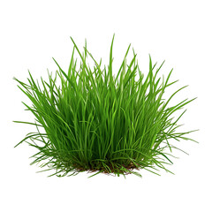 Obraz premium Green grass isolated on white