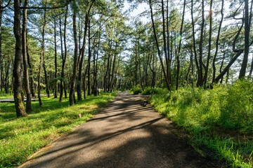 木漏れ陽のガーデン 宮崎県宮崎市