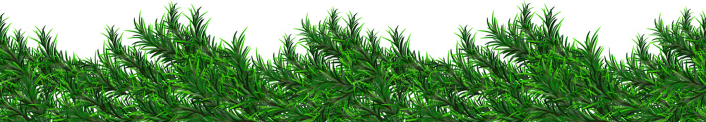 Pine branches border transparent background