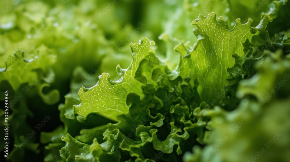 Sticker Close-up of Fresh Green Lettuce Leaves