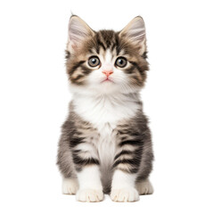 Adorable kitten sits softly, playful and curious on a clear white backdrop. Pure cuteness personified
