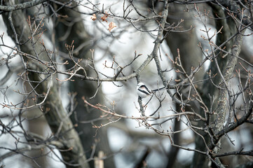 snow on tree