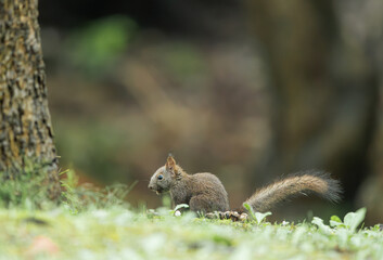 squirrel on a tree