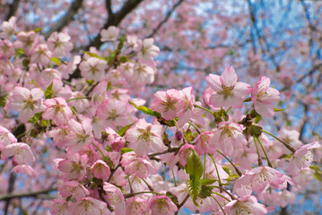 Naklejka premium pink cherry blossom