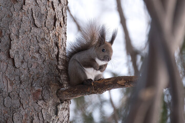 squirrel on a tree