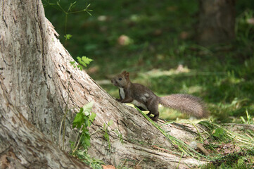 squirrel on a tree