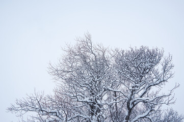snow on trees in winter