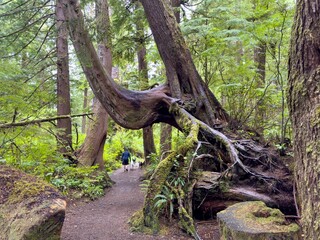 Cape Scott Provincial Park offers scenic trails in a lush landscape 
