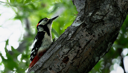 Red-headed woodpecker looking for food on the tree