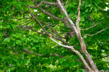 A kingfisher that blends into nature