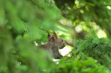 the squirrel is at twilight