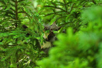 Squirrel hiding in the forest