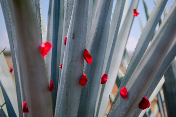 Agave tequila plant  with with beauty Falling red rose petal - Blue agave fields in Jalisco, Mexico	