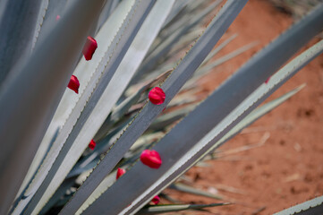 Agave tequila plant  with with beauty Falling red rose petal - Blue agave fields in Jalisco, Mexico	