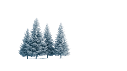 Winter forest on a transparent background