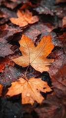Autumn maple leaves with raindrops on wet