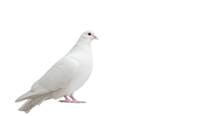 pigeon on a transparent background