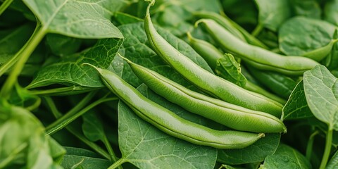 Obraz premium Fresh Green Beans in the Garden