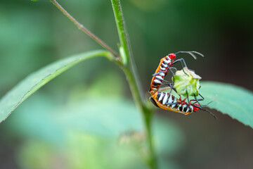 Dysdercus cingulatus mating at Kadavoor green plant growing on bushes