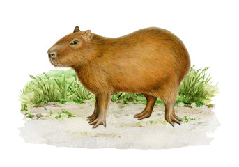 Capybara animal on the grassy ground painted illustration. Vintage style hand drawn Hydrochoerus hydrochaeris South America native wildlife mammal. Cute capybara standing on white background