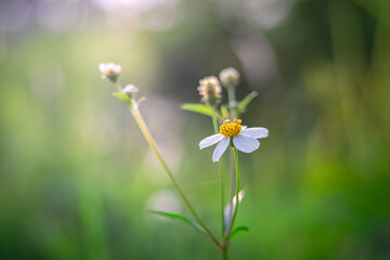 Biden Alba or White Daisy Flower that grows well in the bush
