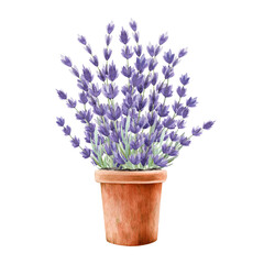 Lavender growing in flower ceramic pot watercolor painted illustration. Vintage style decoration with lavender flowers. Aroma lavandula organic herb in clay garden pot on white background