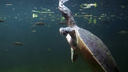 A northern river terrapin (Batagur baska) swims to the surface to breathe