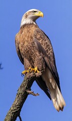 A Bald Eagle perched on a branch against a blue sky, looking to the right.