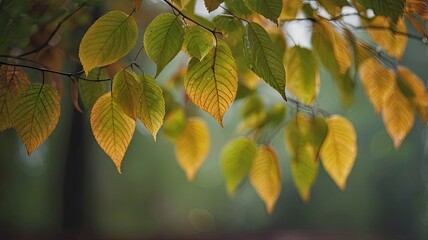 Obraz premium Beautiful green leaves in the autumn forest