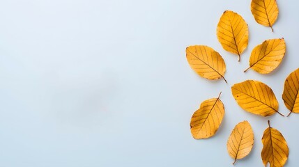 Obraz premium Vibrant yellow leaves arranged decoratively on a light background, evoking a tranquil autumn mood. Greetings and Wishes Concept