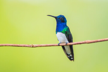 Colibrí Nuquiblanco, White-necked Jacobin, Florisuga Mellivora