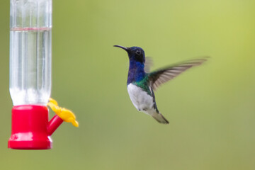 Colibrí Nuquiblanco, White-necked Jacobin, Florisuga Mellivora
