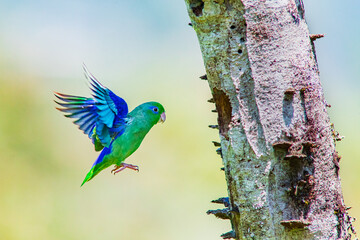 Periquito de anteojos o cardonero,  Spectacled Parrotlet, Forpus conspicillatus