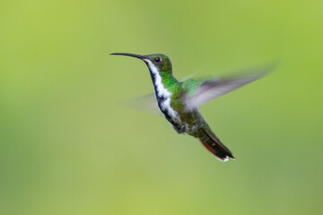 Mango Pechinegro, Black-throated Mangom Anthracothorax nigricollis (female)