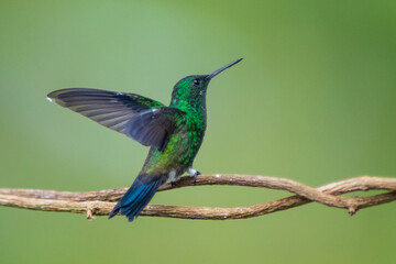 Amazilia Coliazul, Steely-vented Hummingbird, Saucerottia saucerrottei 