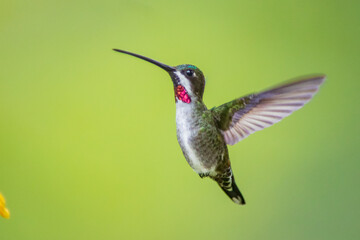 Fototapeta premium Picudo Gorgiestrella, Long-billed Starthroat, Heliomaster longirostris