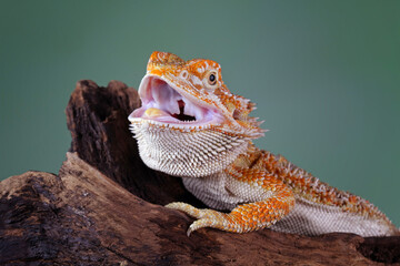 Baby bearded dragon on wood
