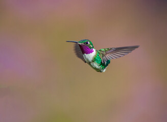 Rumbito Buchiblanco, White-bellied Woodstar, Chaetocercus mulsant (male)