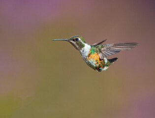 Rumbito Buchiblanco, White-bellied Woodstar, Chaetocercus mulsant (female)