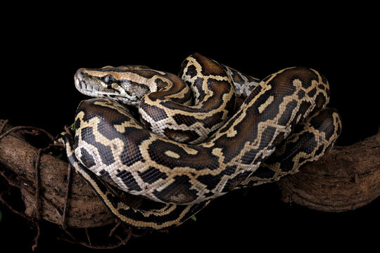 Python molurus bivittatus isolated on black background, Burmese python snake on branch, non-venomous snake	