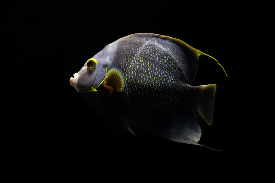 French angelfish (Pomacanthus paru) is a species of marine ray-finned fish, a marine angelfish
